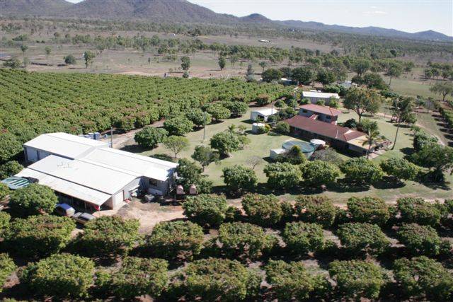 80 Acres ~ Working Mango and Avocado Orchard Picture 1