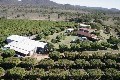 80 Acres ~ Working Mango and Avocado Orchard Picture