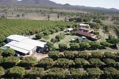 80 Acres ~ Working Mango and Avocado Orchard Picture