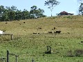 Spelling Block Close To Saleyards & City Picture