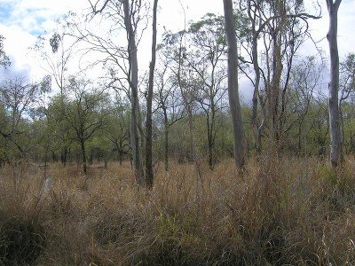 5 Acres ~ 3 Times Over Picture