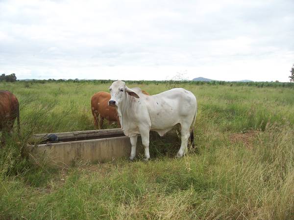 126 Acres Great For The Hobbie Farm Enthusiest Picture 1