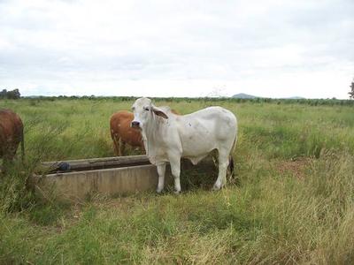 126 Acres Great For The Hobbie Farm Enthusiest Picture 126 Acres Great For The Hobbie Farm Enthusiest Picture