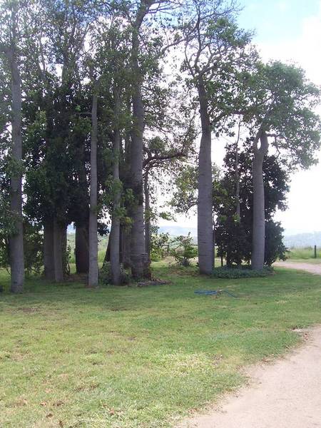 Lush Cattle Propertry Picture 2