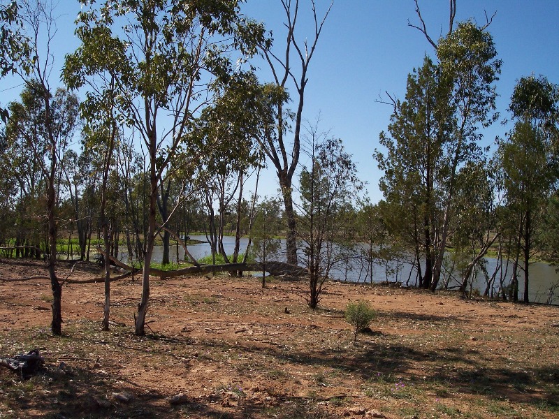 Backgrounding - Approved Feedlot Picture 3