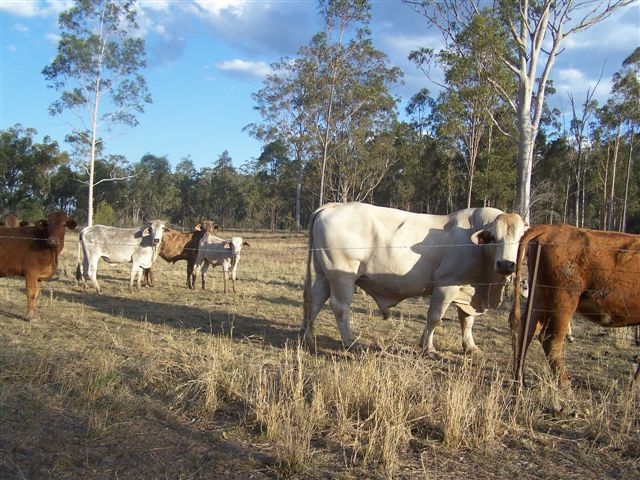 Grazing and Timber Picture 2