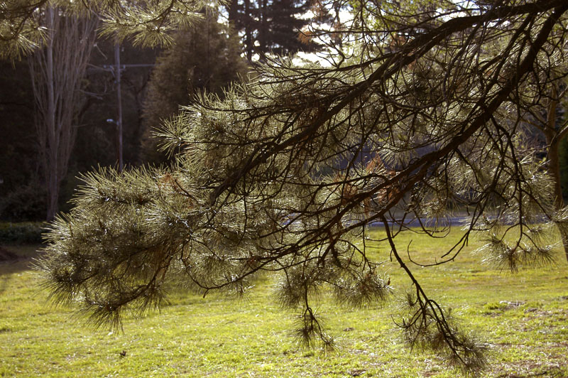 A Tranquil and Elegant Retreat Picture 3