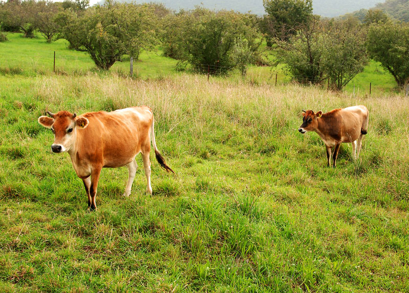 Land Package with a difference Picture 1