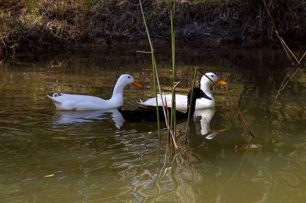 Apple Brae Picture 3