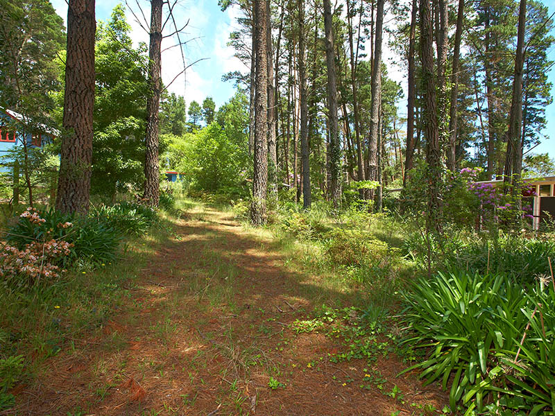 Almost Half an Acre in Town Picture 1