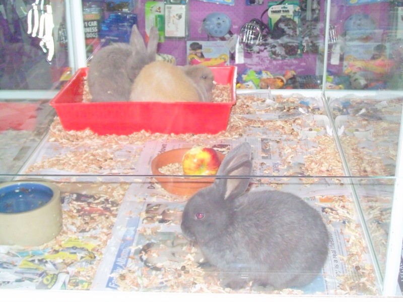 ARE YOU AN ANIMAL LOVER? Picture 3