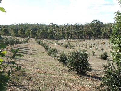 EPPALOCK DISTRICT Picture