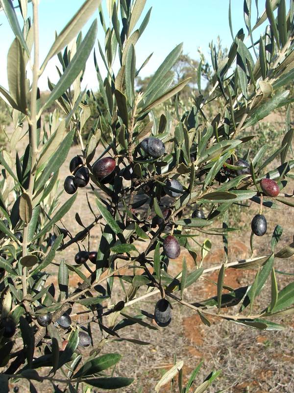 EPPALOCK DISTRICT Picture 2