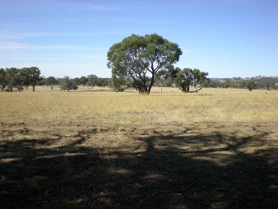 ELPHINSTONE LAND Picture