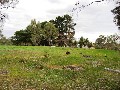 Kangaroo Flat Land Picture