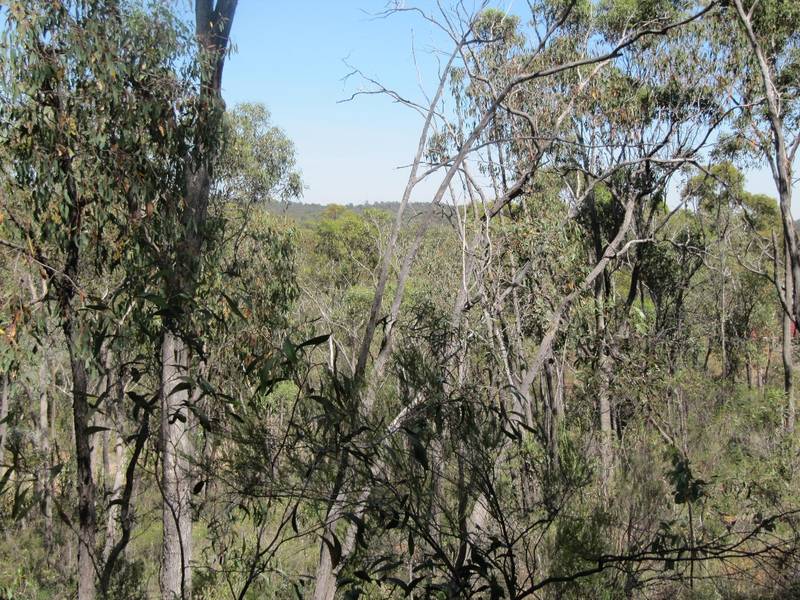 FANTASTIC LAND IN FLORA HILL Picture 2