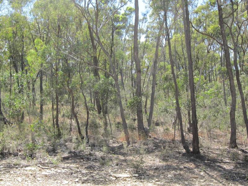 FANTASTIC LAND IN FLORA HILL Picture 1