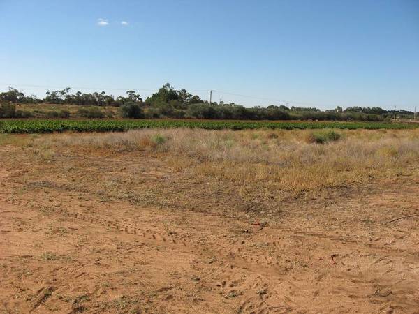 Cash Crop? Income Picture 3