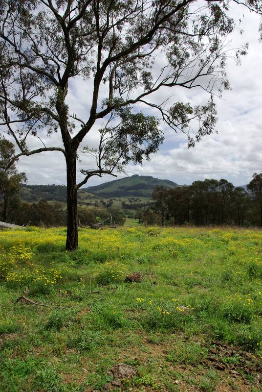 Lot 427, Thompson's Creek Road Picture 3