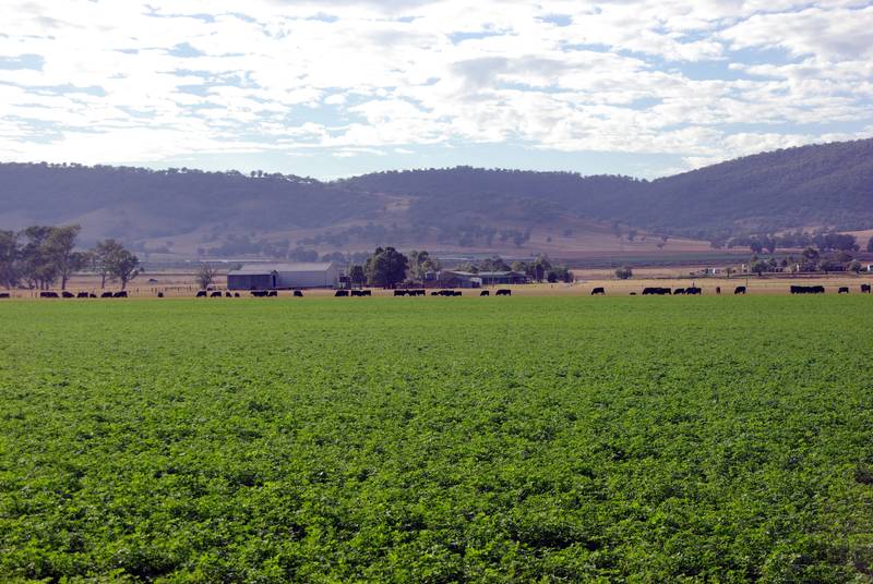 Productive Irrigation farm Picture 1