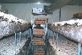 Organic Mushroom Farm Picture