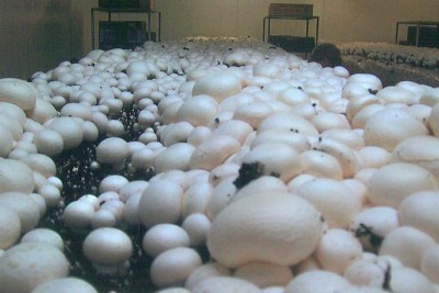 Organic Mushroom Farm Picture