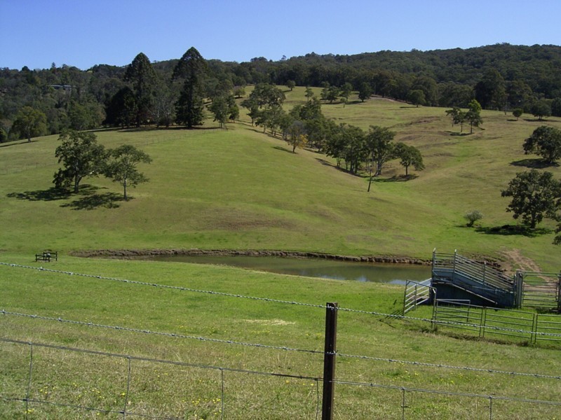 'Showdown Stud' - A Gateway to Heaven Picture 3