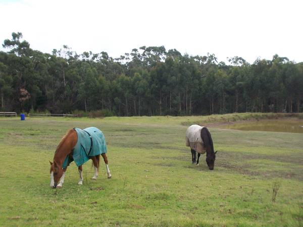 Family Home on 7 Acres. Picture 2