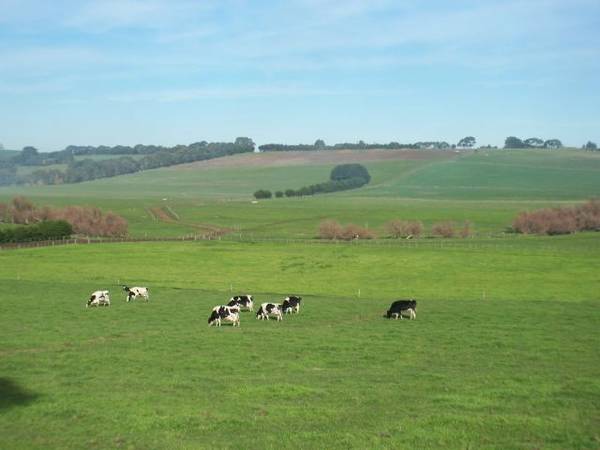 260 Acres - Dairy Farm - High Rainfall Picture 2