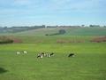 260 Acres - Dairy Farm - High Rainfall Picture 260 Acres - Dairy Farm - High Rainfall Picture