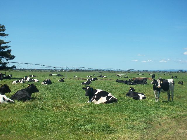 Outstanding Colac District Dairy Property Picture 2