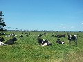 Outstanding Colac District Dairy Property Picture