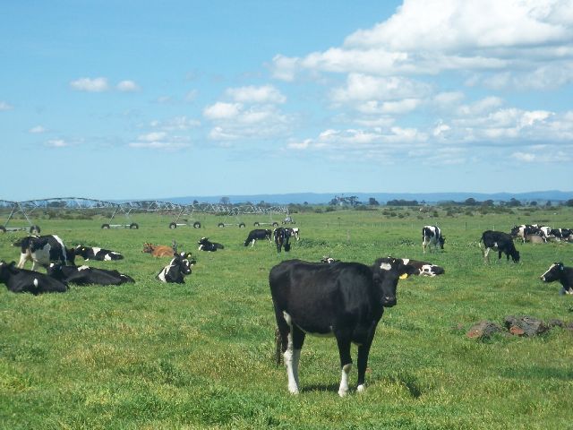Outstanding Colac District Dairy Property Picture 1
