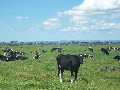 Outstanding Colac District Dairy Property Picture