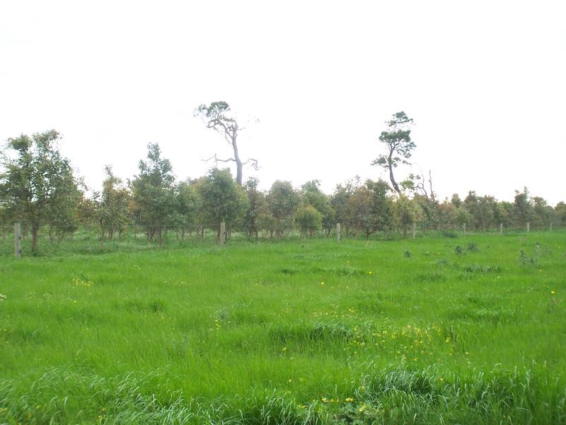 158 acres - Ideal Dairy Outpaddock Picture 158 acres - Ideal Dairy Outpaddock Picture