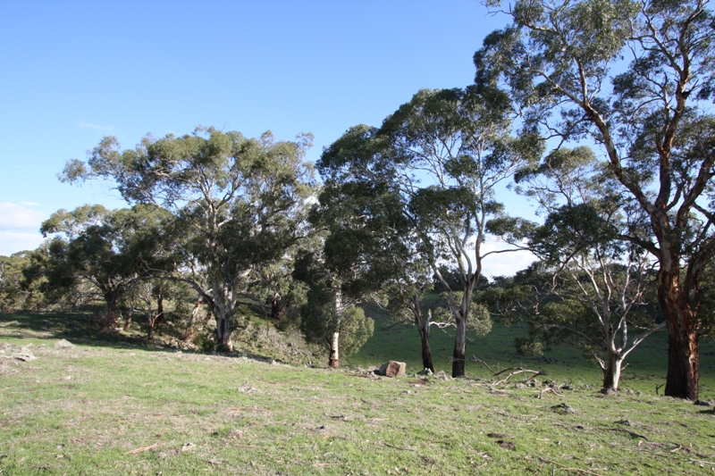 GRAZING
LIFESTYLE
WILDLIFE Picture 3
