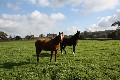 GRAZING
LIFESTYLE
WILDLIFE Picture