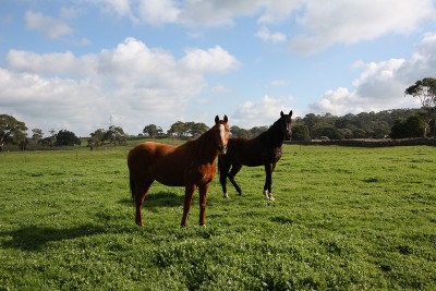 GRAZING
LIFESTYLE
WILDLIFE Picture