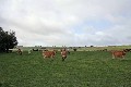 High Rainfall Dairy Farm Picture