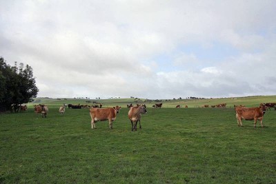 High Rainfall Dairy Farm Picture