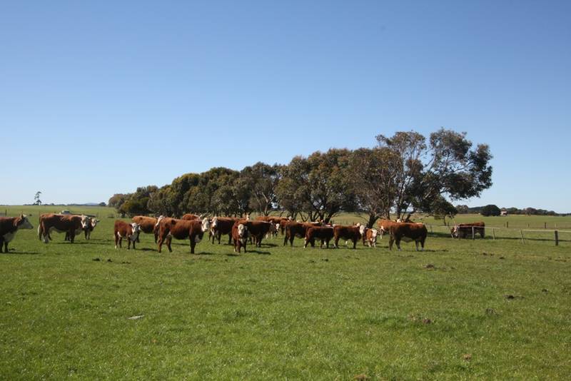 Farmlet - 46 Acres - 18.61HA Picture 2