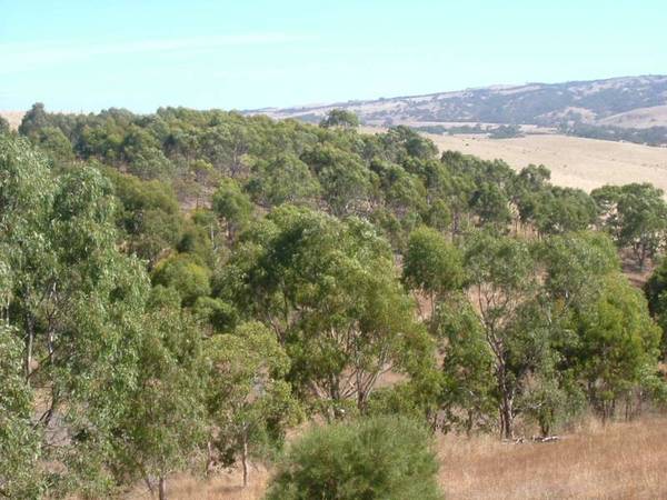 High In The Hills Picture