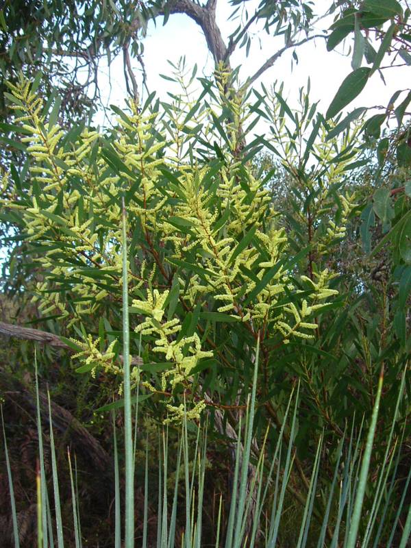 THE BIRDS, THE BEES, THE BEAUTIFUL TREES! Picture