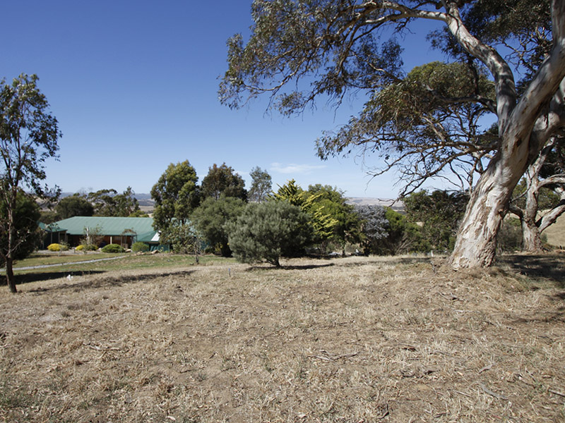 GOLDEN HAZE Picture 2