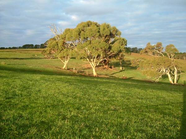 COASTAL GLIMPSES Picture