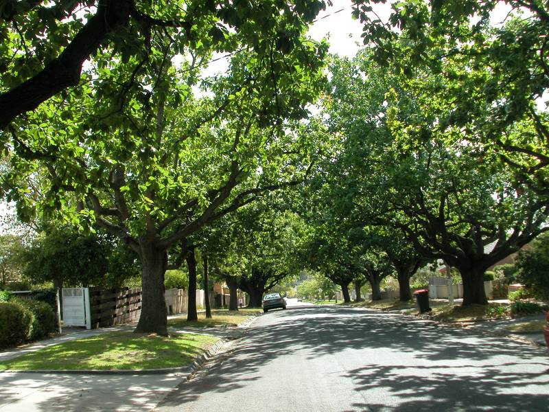 PHOTO ID REQUIRED FOR ALL INSPECTIONS - Lovely Tree Lined Street Picture 2
