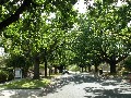 PHOTO ID REQUIRED FOR ALL INSPECTIONS - Lovely Tree Lined Street Picture