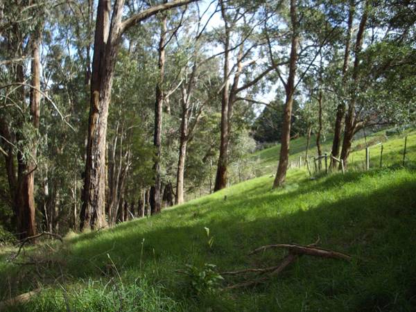 Privacy On 1 1/2 Acres Picture 1