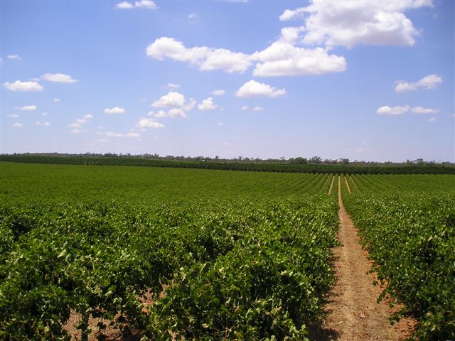 Top Quality Horticulture Holding - 307 acres Picture 1