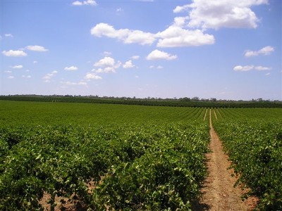 Top Quality Horticulture Holding - 307 acres Picture